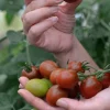 Fröer Tomat Hög Bronzy Organic>Nelson Garden Hot