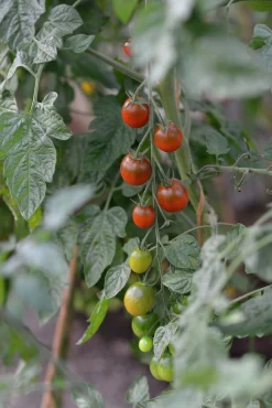 Fröer Tomat Hög Bronzy Organic>Nelson Garden Hot