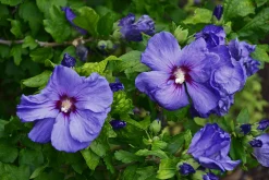 Frilandshibiskus 'Marina'><noscript><img width=