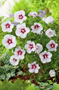 Frilandshibiskus 'Red Heart'>Omnia garden Sale