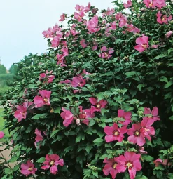 Frilandshibiskus 'Woodbridge' Krukodlad>Omnia garden Discount