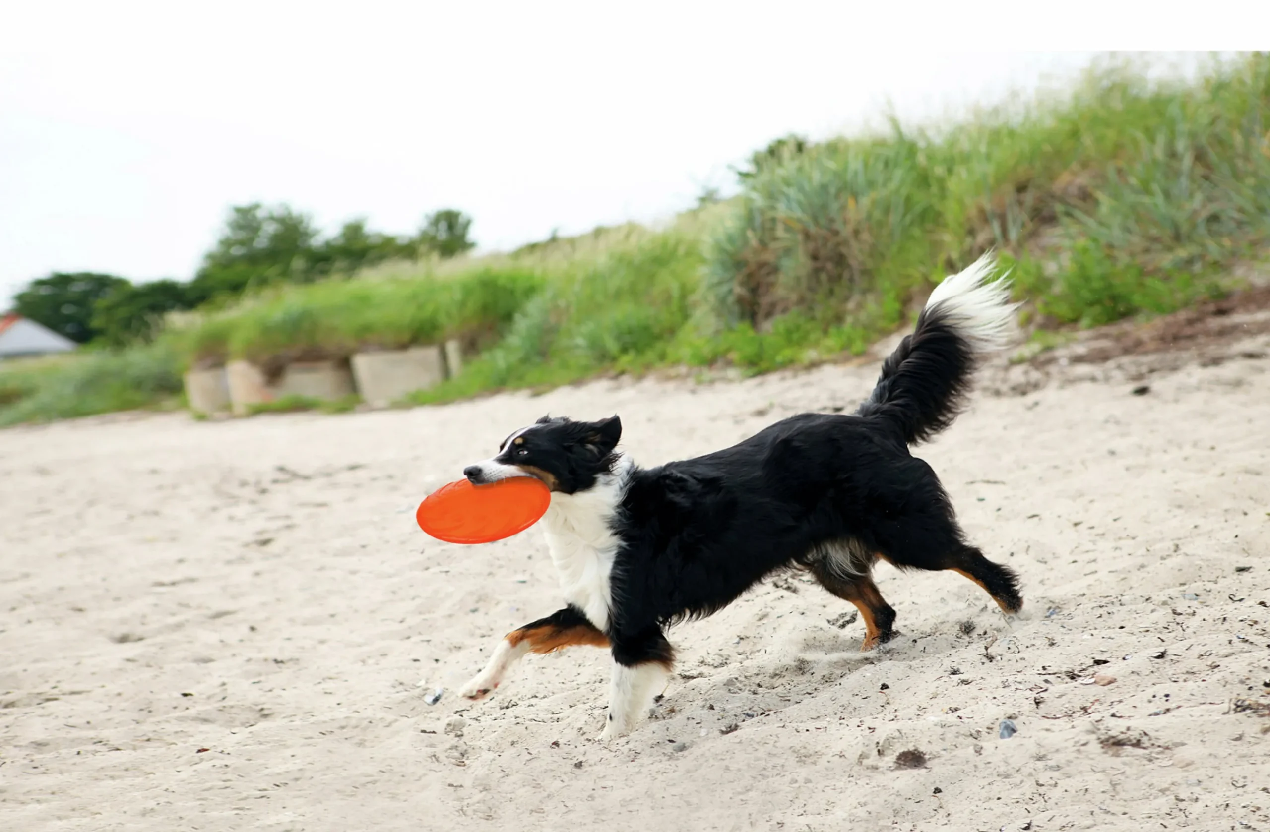 Frisbee i Naturgummi Ø18cm Blandade färger>Trixie Sale