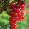 Frukt Bär Mix 13cm kruka>Danblumen Hot