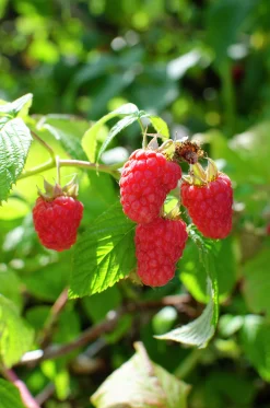 Frukt Bär Mix 13cm kruka><noscript><img width=