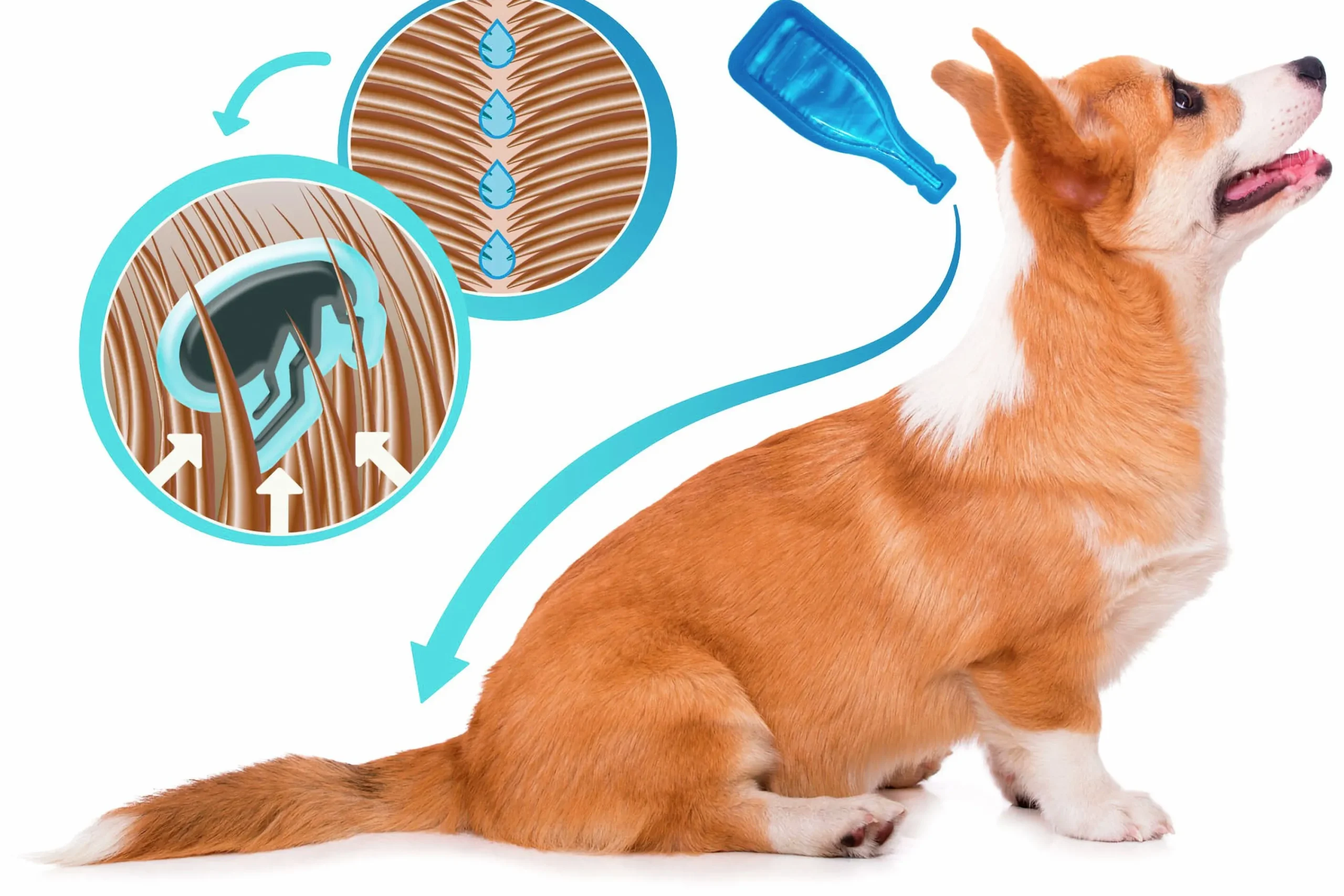 Fästingmedel Dimethicare Line-On Hund M>Beaphar Hot
