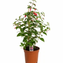 Fuchsia Bella Pyramid 17cm kruka>Danblumen Clearance