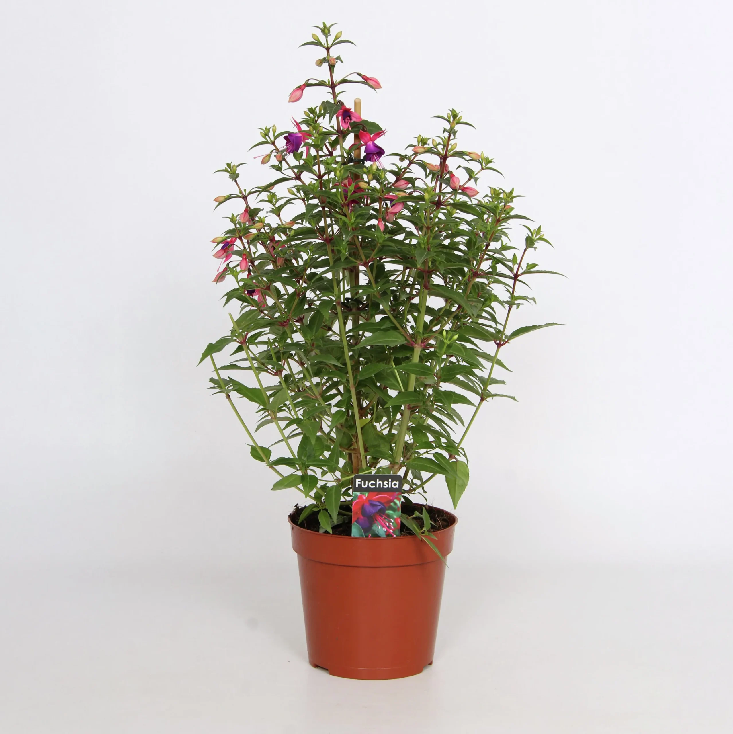 Fuchsia Bella Pyramid 17cm kruka>Danblumen Clearance