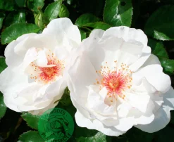 Gammaldags Buskros 'Jacqueline du Pré' 'Harwanna' Barrotad>Omnia garden