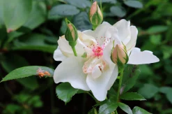 Gammaldags Buskros 'Jacqueline du Pré' 'Harwanna' Barrotad><noscript><img width=