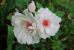 Gammaldags Buskros 'Jacqueline du Pré' 'Harwanna' Barrotad><noscript><img width=