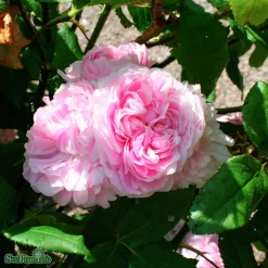 Gammaldags Buskros 'Jacques Cartier' Barrotad>Omnia garden Hot