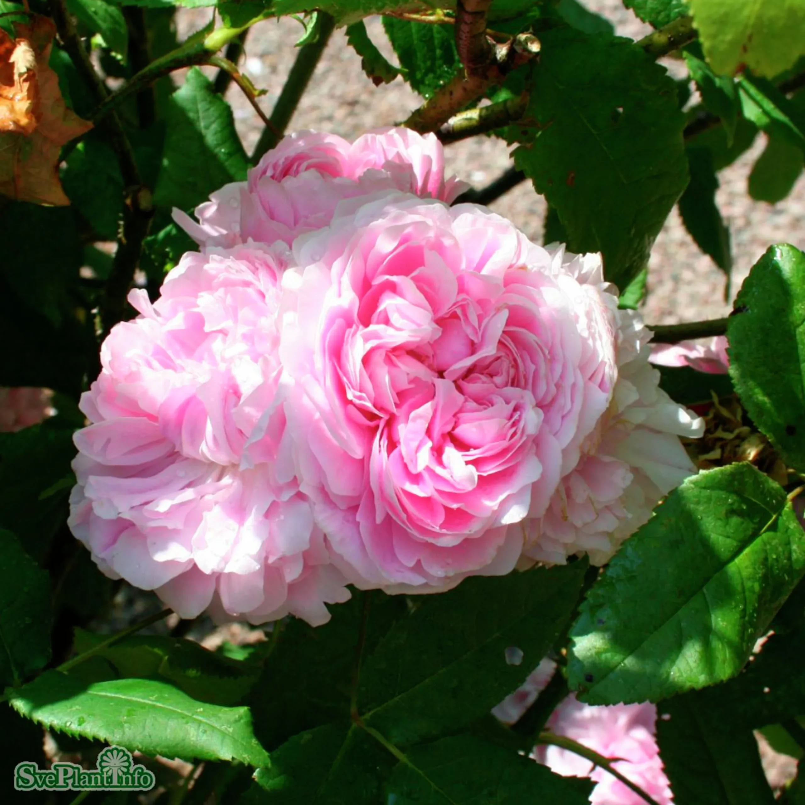 Gammaldags Buskros 'Jacques Cartier' Barrotad>Omnia garden Hot