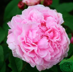 Gammaldags Buskros 'Jacques Cartier' Barrotad><noscript><img width=