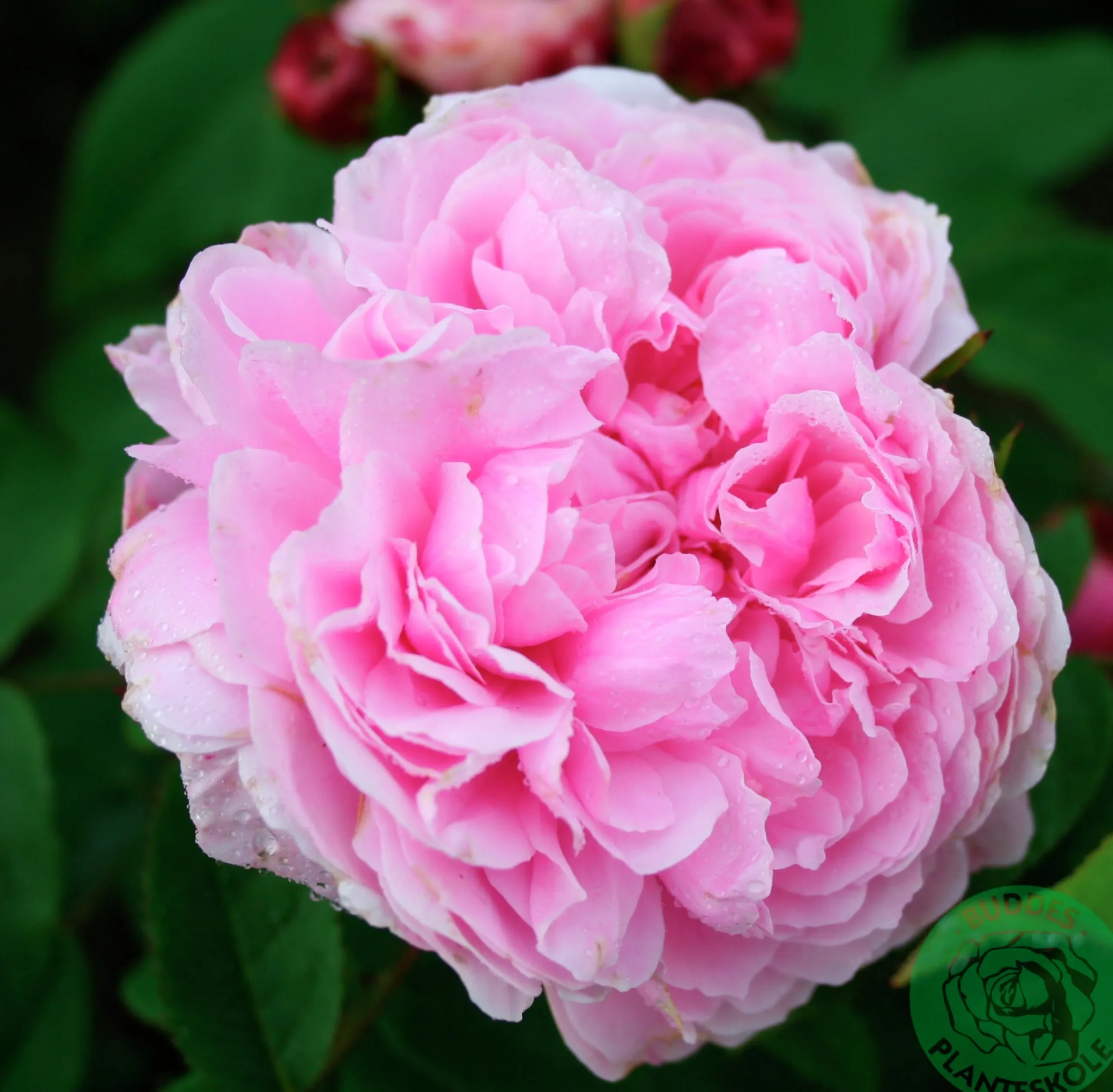 Gammaldags Buskros 'Jacques Cartier' Barrotad>Omnia garden Hot