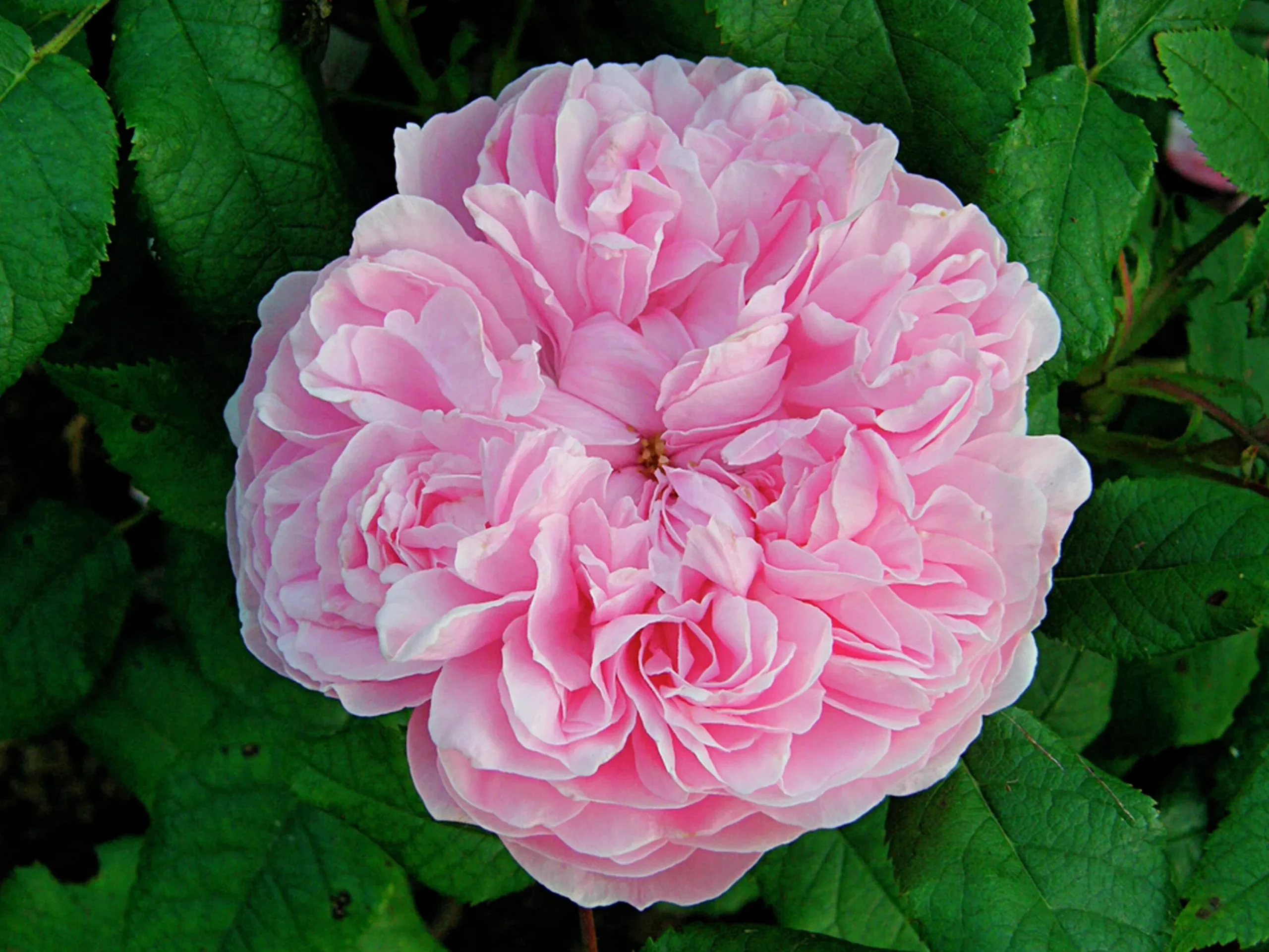Gammaldags Buskros 'Jacques Cartier' Barrotad>Omnia garden Hot