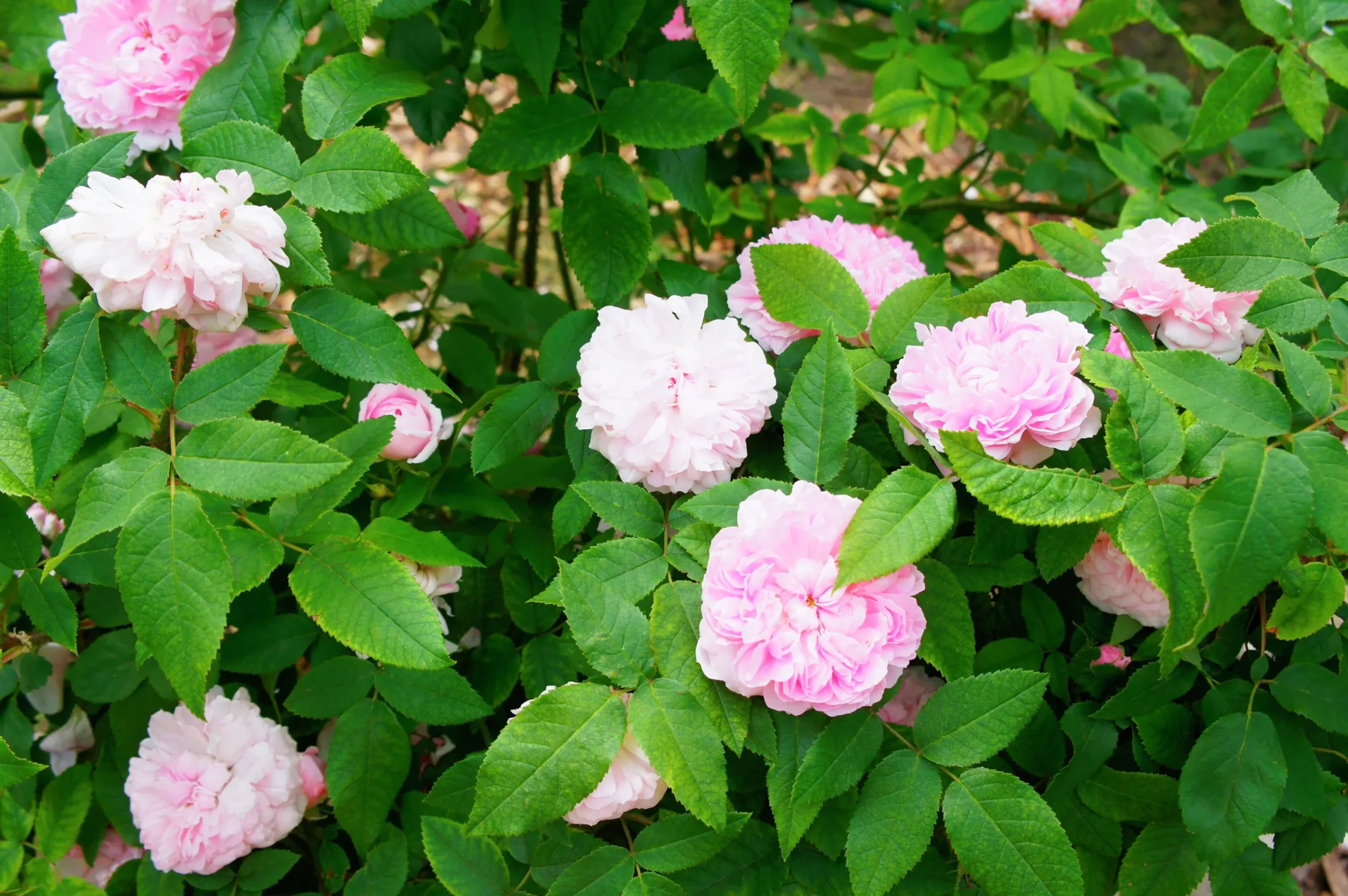 Gammaldags Buskros 'Jacques Cartier' Barrotad>Omnia garden Hot