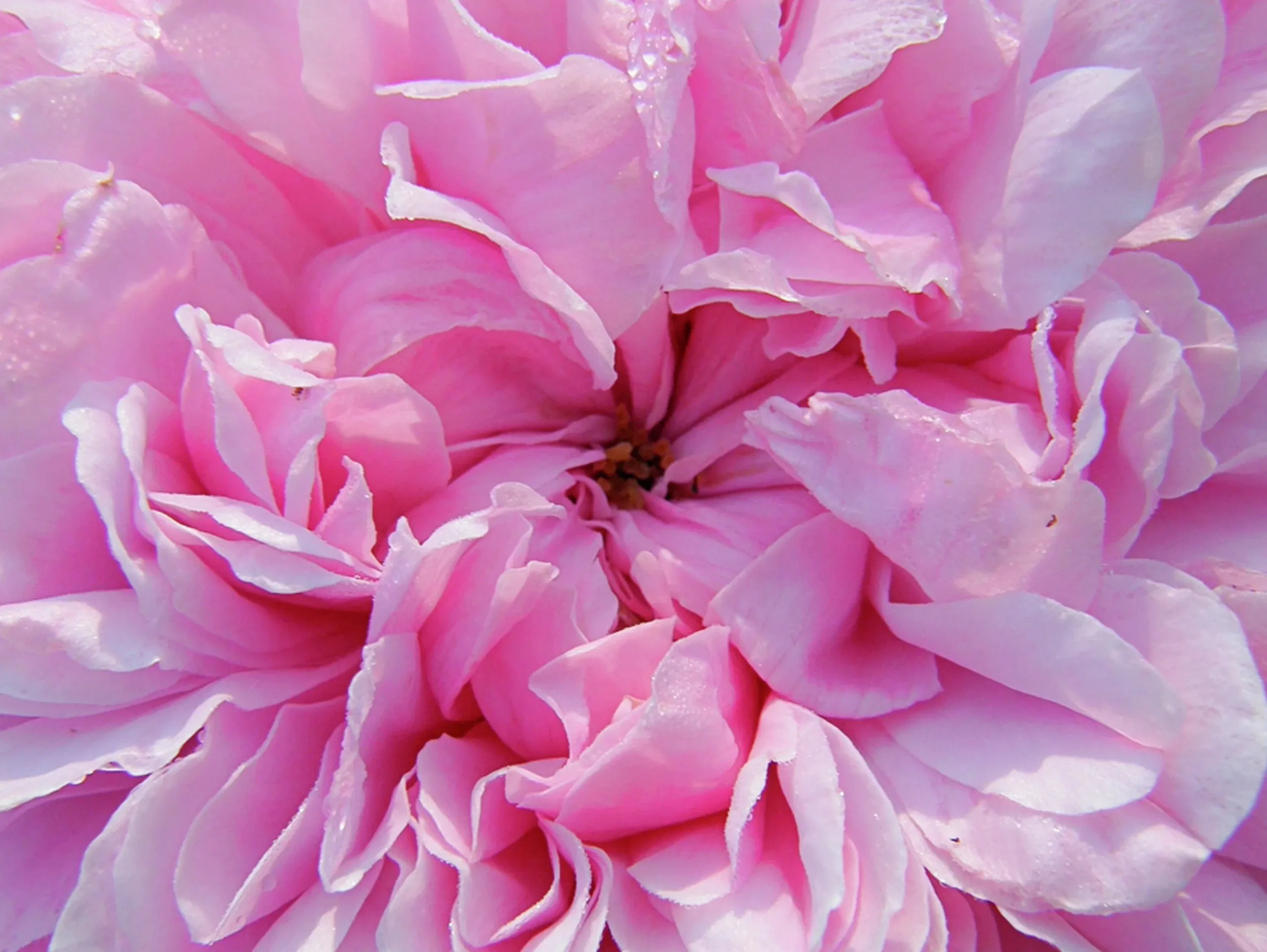 Gammaldags Buskros 'Jacques Cartier' Barrotad>Omnia garden Hot
