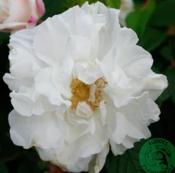 Gammaldags Buskros 'Louise Bugnet' Barrotad>Omnia garden Discount