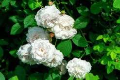 Gammaldags Buskros 'Madame Plantier' Barrotad>Omnia garden Sale