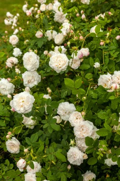 Gammaldags Buskros 'Madame Plantier' Barrotad>Omnia garden Sale