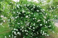 Gammaldags Buskros 'Madame Plantier' Barrotad><noscript><img width=