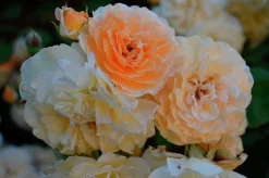 Gammaldags Klätterros 'Buff Beauty' Barrotad>Omnia garden New