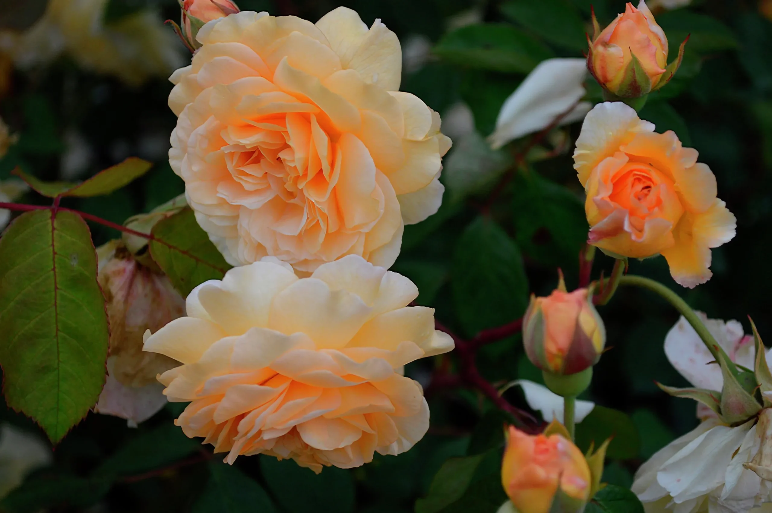 Gammaldags Klätterros 'Buff Beauty' Barrotad>Omnia garden New