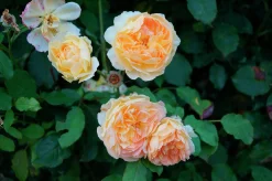 Gammaldags Klätterros 'Buff Beauty' Barrotad><noscript><img width=
