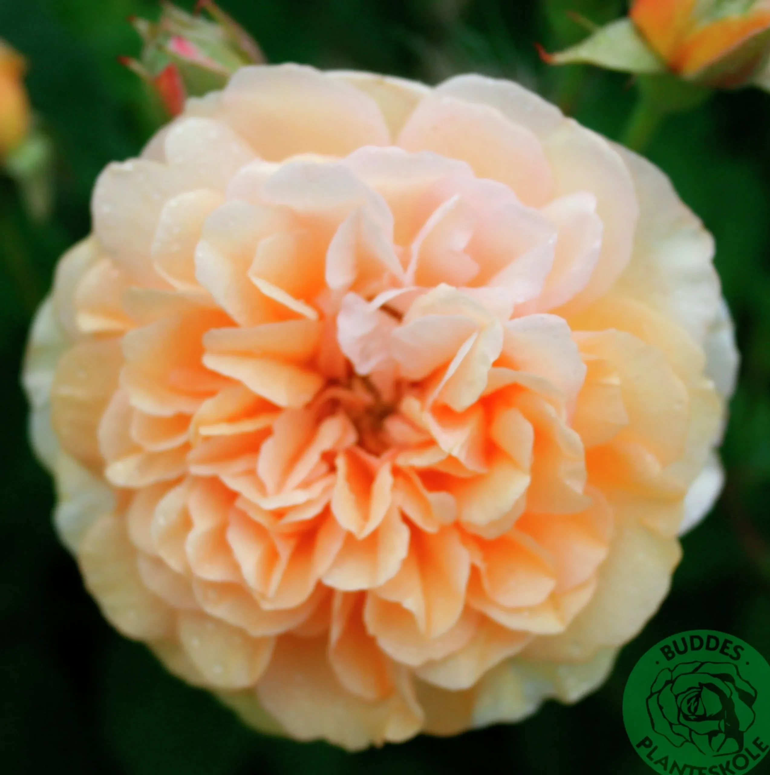 Gammaldags Klätterros 'Buff Beauty' Barrotad>Omnia garden New