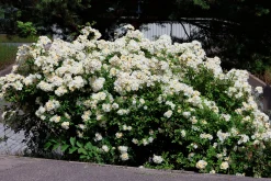 Gammaldags Klätterros 'Helenae Hybrida' Barrotad>Omnia garden Hot