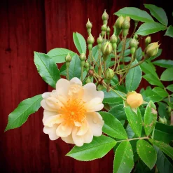 Gammaldags Klätterros 'Helenae Hybrida' Barrotad><noscript><img width=
