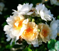 Gammaldags Klätterros 'Helenae Hybrida' Barrotad><noscript><img width=