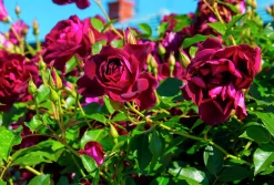 Gammaldags Ros 'Burgundy Iceberg' Barrotad>Omnia garden New