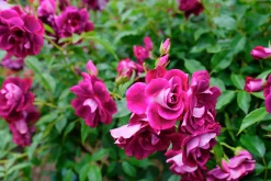 Gammaldags Ros 'Burgundy Iceberg' Barrotad><noscript><img width=