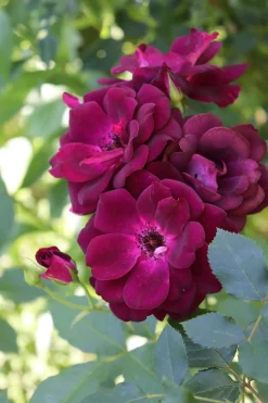 Gammaldags Ros 'Burgundy Iceberg' Barrotad><noscript><img width=