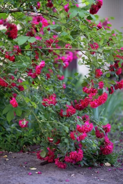 Gammaldags Ros 'Burgundy Iceberg' Barrotad><noscript><img width=