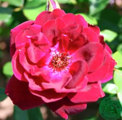 Gammaldags Ros 'Burgundy Iceberg' Barrotad><noscript><img width=