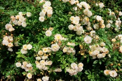 Gammaldags Ros 'Ghislaine de Féligonde' Barrotad>Omnia garden Hot