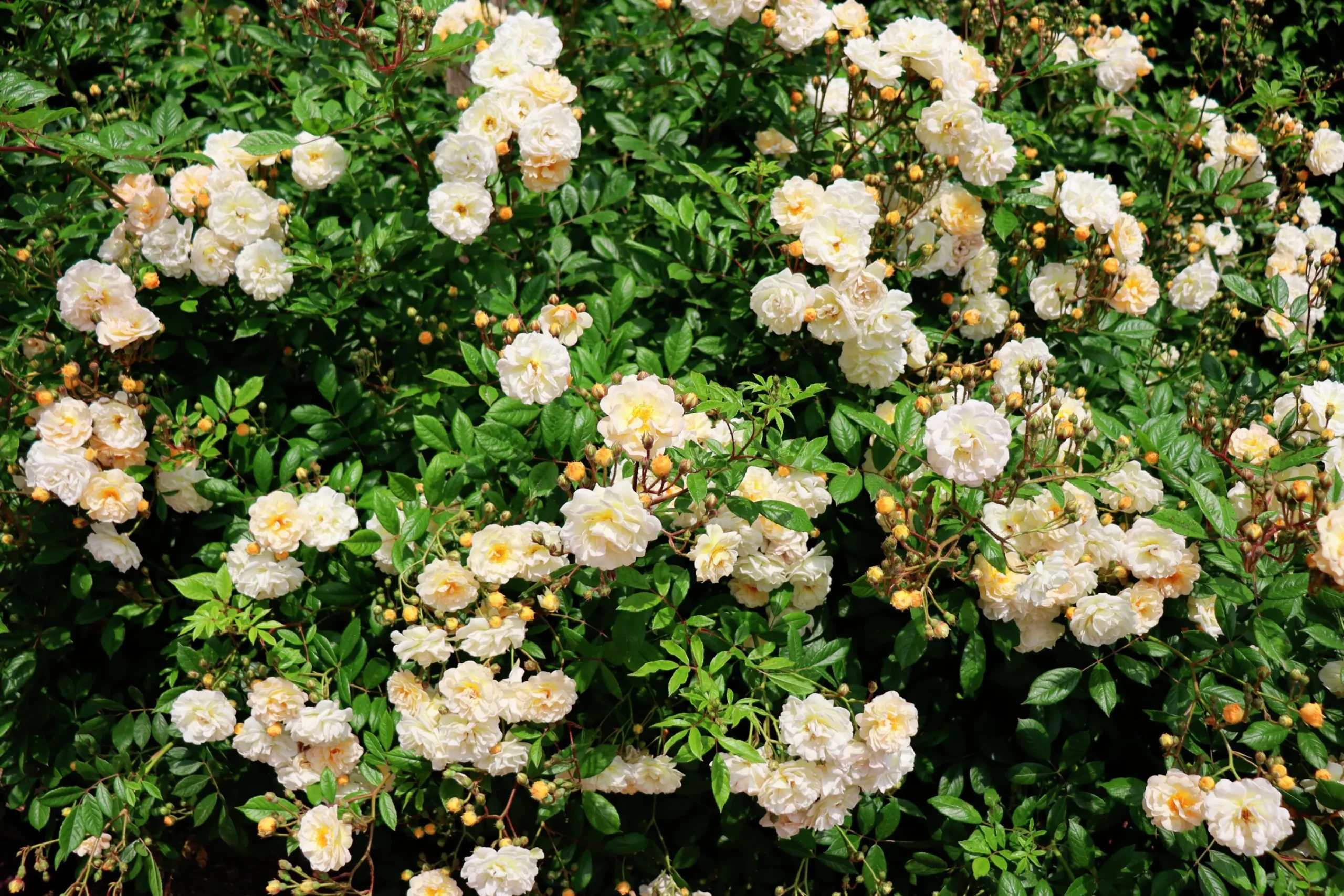 Gammaldags Ros 'Ghislaine de Féligonde' Barrotad>Omnia garden Hot