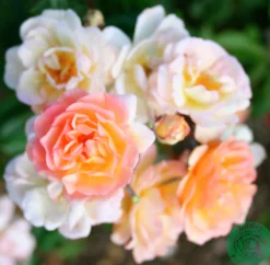 Gammaldags Ros 'Ghislaine de Féligonde' Barrotad>Omnia garden Hot
