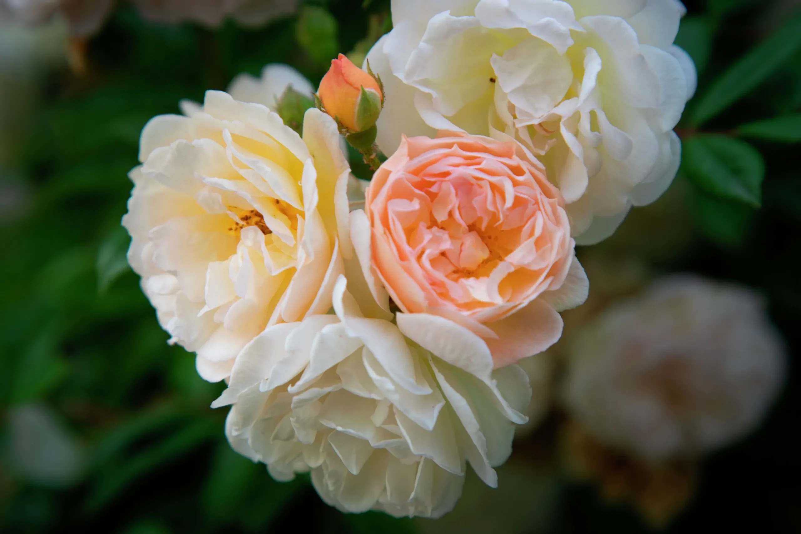 Gammaldags Ros 'Ghislaine de Féligonde' Barrotad>Omnia garden Hot