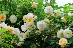 Gammaldags Ros 'Ghislaine de Féligonde' Barrotad><noscript><img width=