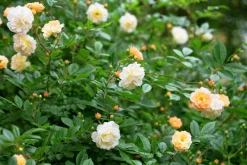 Gammaldags Ros 'Ghislaine de Féligonde' Barrotad><noscript><img width=