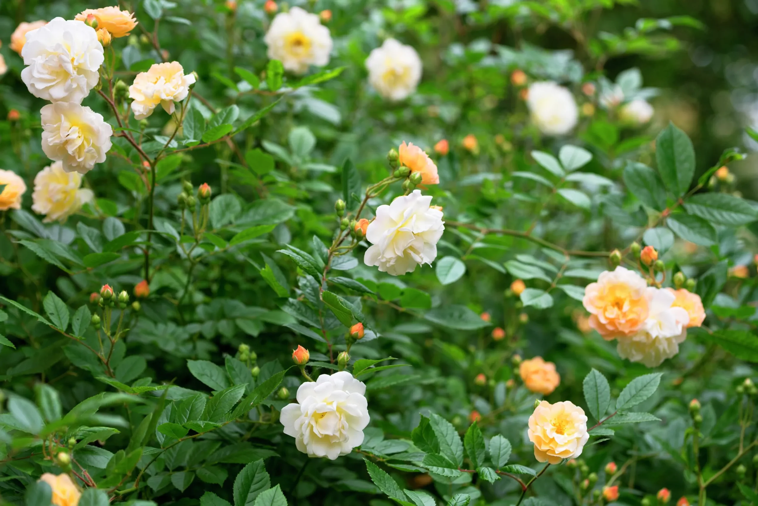 Gammaldags Ros 'Ghislaine de Féligonde' Barrotad>Omnia garden Hot