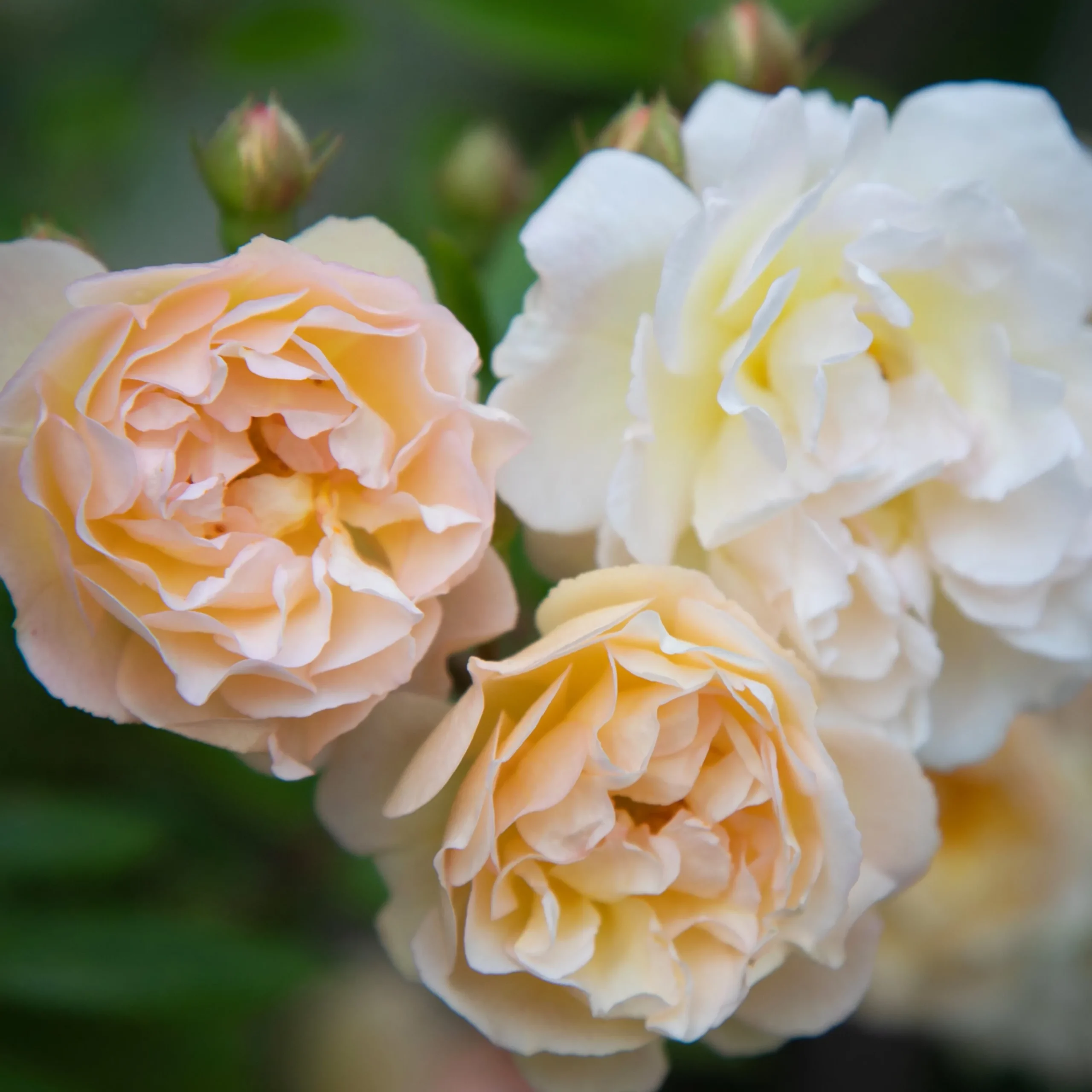 Gammaldags Ros 'Ghislaine de Féligonde' Barrotad>Omnia garden Hot
