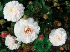 Gammaldags Ros 'Little White Pet' Barrotad>Omnia garden Outlet