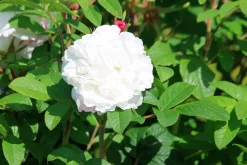 Gammaldags Ros 'Little White Pet' Barrotad>Omnia garden Outlet
