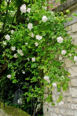 Gammaldags Ros 'Madame Alfred Carriere' Barrotad>Omnia garden Clearance