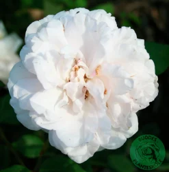 Gammaldags Ros 'Madame Alfred Carriere' Barrotad>Omnia garden Clearance