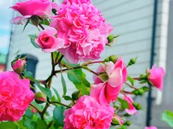 Gammaldags Ros 'Therese Bugnet' Barrotad>Omnia garden Best
